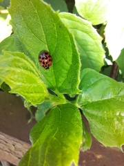 Harmonia axyridis