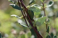 Lonicera subspicata denudata