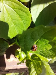 Harmonia axyridis