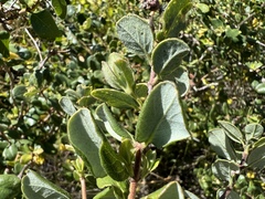 Lonicera subspicata denudata