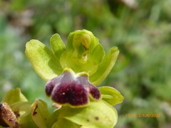 Ophrys fusca funerea