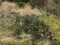 Lonicera subspicata denudata