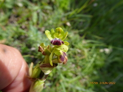 Ophrys fusca funerea