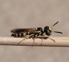 Philanthus pulchellus