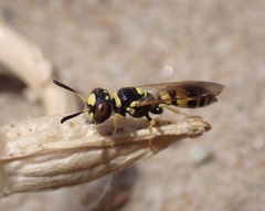 Philanthus pulchellus