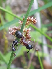 Camponotus ligniperda