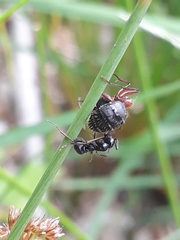Camponotus ligniperda