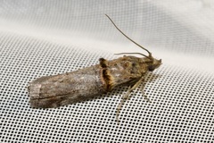 Trachonitis cristella