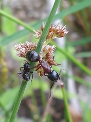 Camponotus ligniperda