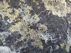 Roccellina hypomecha