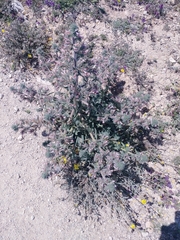 Echium asperrimum