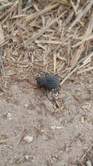 Pimelia mittrei