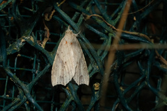 Olulis puncticinctalis