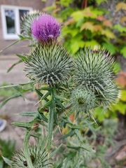 Cirsium vulgare