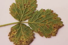 Phragmidium bulbosum