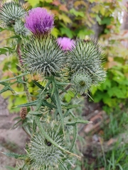 Cirsium vulgare