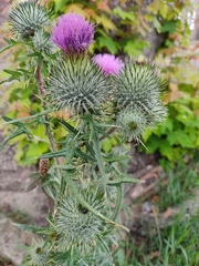 Cirsium vulgare