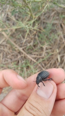 Pimelia mittrei