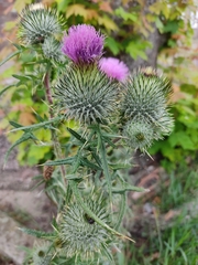 Cirsium vulgare