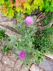 Cirsium vulgare