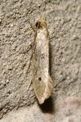Tinea trinotella