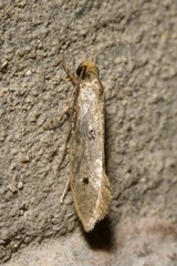 Tinea trinotella