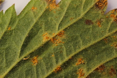 Phragmidium bulbosum