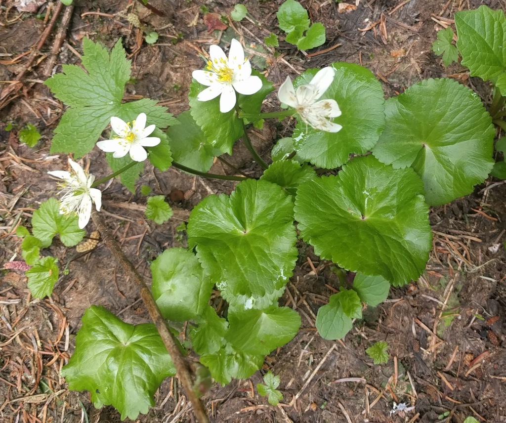 Caltha biflora (Caltha biflora)