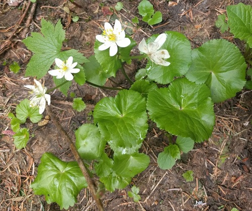Caltha biflora (Caltha biflora)