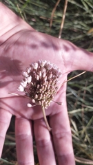Allium pallens