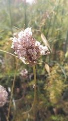 Allium pallens