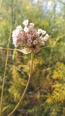 Allium pallens