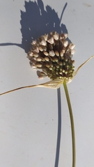 Allium pallens