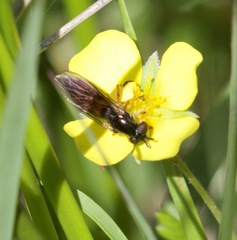 Pyrophaena granditarsis