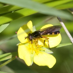 Pyrophaena granditarsis