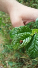 Harmonia axyridis
