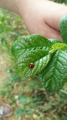 Harmonia axyridis