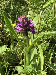 Dactylorhiza purpurella