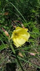 Oenothera pilosella