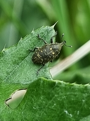 Larinus turbinatus