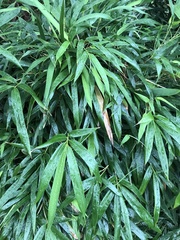 Phyllostachys nigra