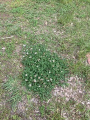 Trifolium repens