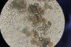 Phragmidium bulbosum