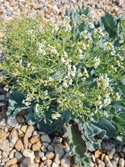 Crambe maritima