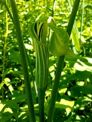 Arisaema stewardsonii