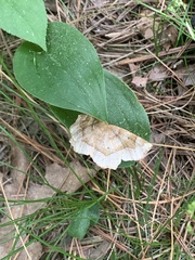 Metarranthis indeclinata