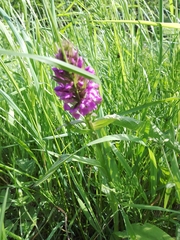 Dactylorhiza purpurella