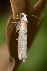 Pseudoswammerdamia combinella