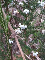 Erica scabriuscula