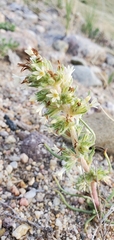 Ipomopsis spicata